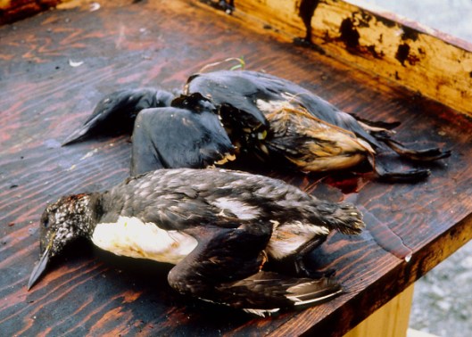 dead-oiled-birds-after-exxon-valdez-spill_credit-exxon-valdez-oil-spill-trustee-council